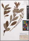 Foto von Salix caprea L. x Salix purpurea L.